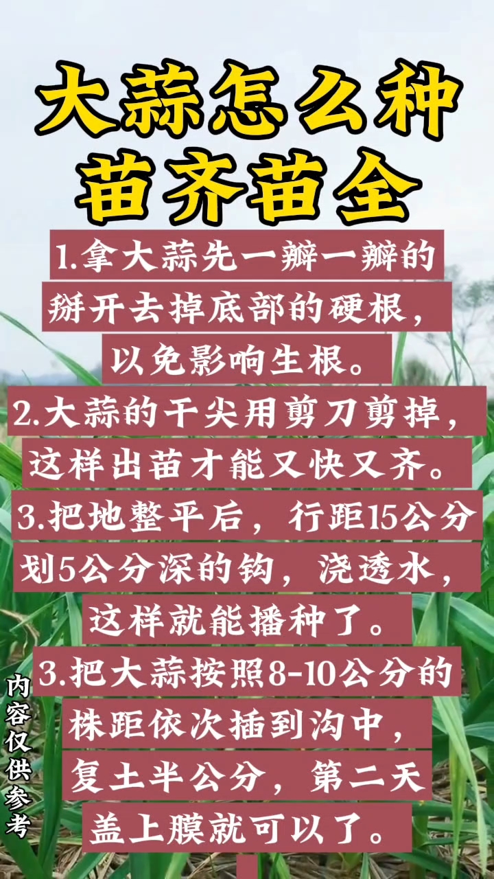 大蒜最新高产种植技术揭秘，高效种植策略与实用技巧